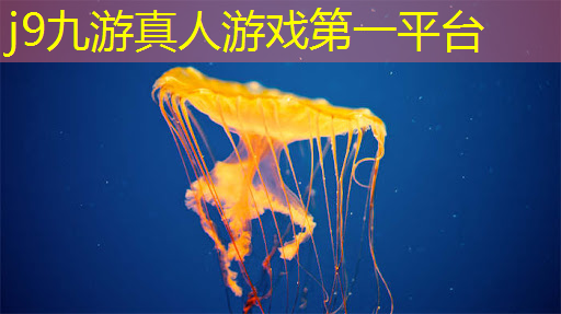j9九游会真人第一品牌：圣斗士游戏原画